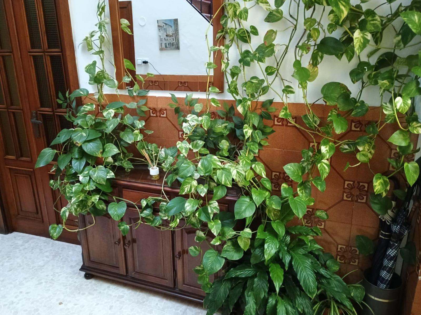Casa Matbel Apartment กอร์โดบา ภายนอก รูปภาพ